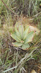 Aloe transvaalensis