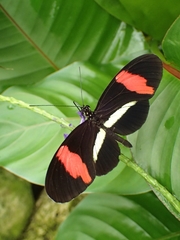 Heliconius erato