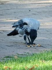 Corvus cornix