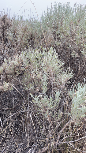 iNaturalist observation 2021-08-02