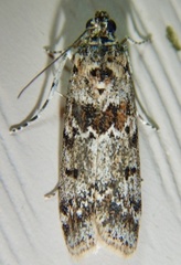 Ancylosis undulatella