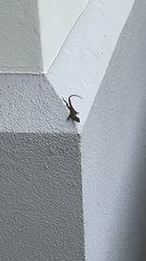 Anolis sagrei