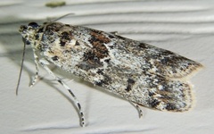 Ancylosis undulatella