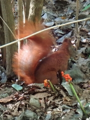 Sciurus vulgaris