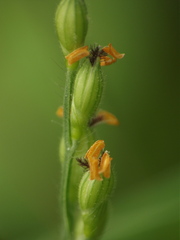 Urochloa panicoides