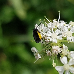 Sciara hemerobioides