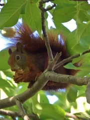 Sciurus vulgaris
