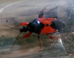 Prostemma aeneicolle