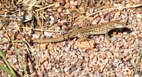 Colorado Checkered Whiptail