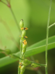 Urochloa panicoides