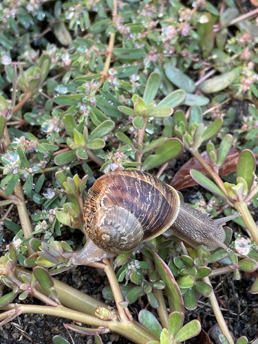 photo of Garden Snail (Cornu aspersum)