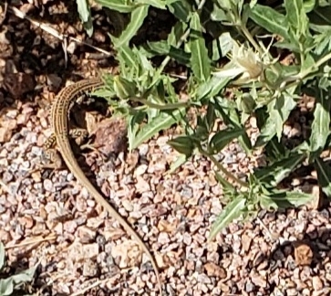 Colorado Checkered Whiptail