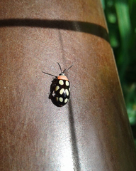 Omophoita simulans