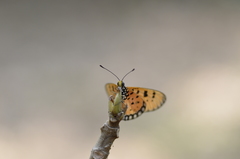 Acraea terpsicore