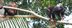 Alouatta discolor