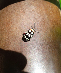 Omophoita simulans