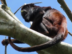 Alouatta discolor