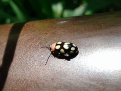 Omophoita simulans