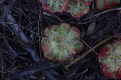 Drosera xerophila