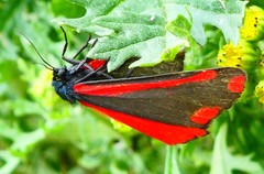 Tyria jacobaeae