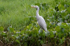 Bubulcus ibis