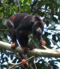 Alouatta discolor