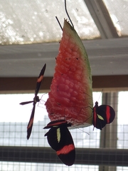 Heliconius erato