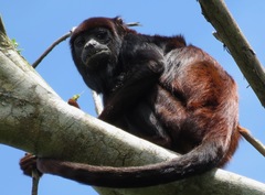 Alouatta discolor