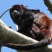 Spix's Red-handed Howler Monkey - Photo (c) Rich Hoyer, some rights reserved (CC BY-NC-SA), uploaded by Rich Hoyer