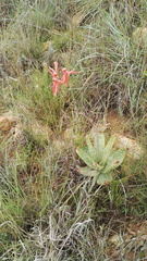 Aloe transvaalensis
