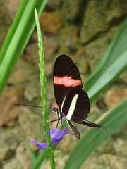 Heliconius erato