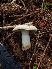 Russula crassotunicata