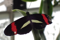Heliconius erato