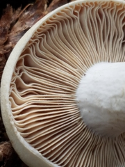 Russula crassotunicata