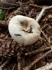Russula crassotunicata