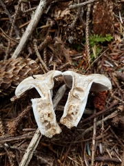 Russula crassotunicata