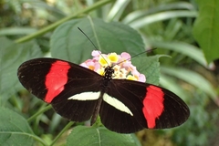 Heliconius erato