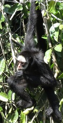 Ateles marginatus
