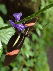 Heliconius erato
