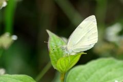 Pieris mannii