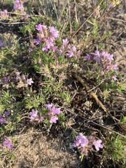 Thymus borysthenicus