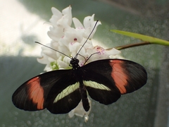 Heliconius erato