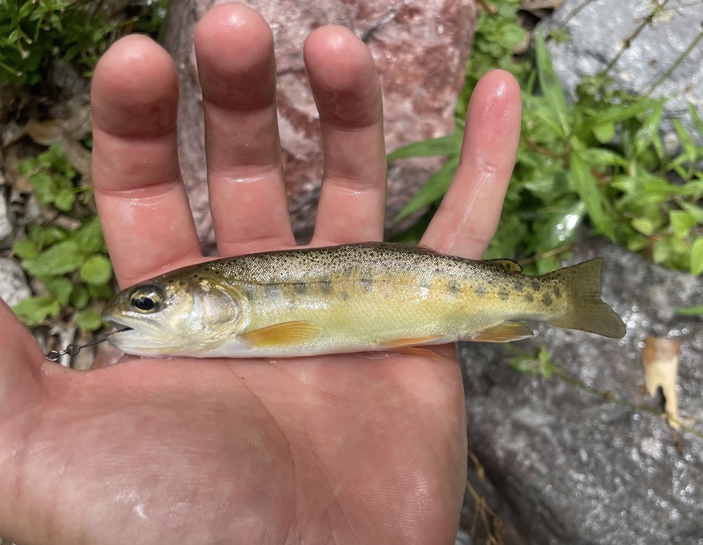 Apache Trout