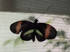 Heliconius erato