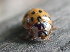 Harmonia axyridis