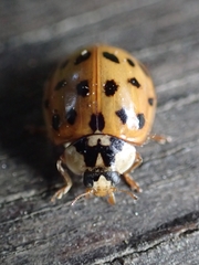 Harmonia axyridis