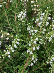 Calluna