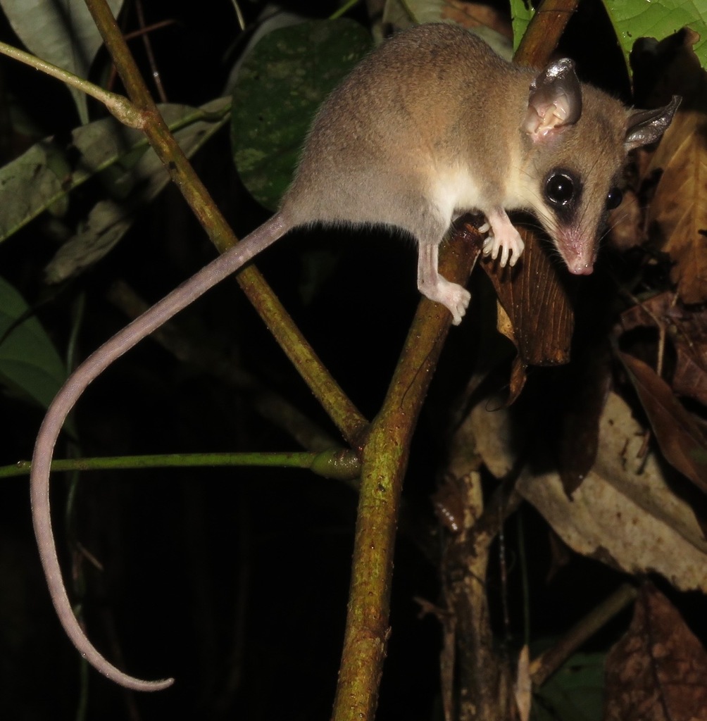 Bishop's Slender Opossum