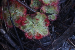 Drosera xerophila