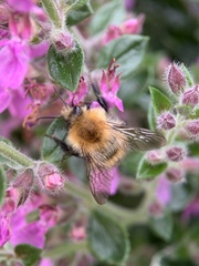Bombus pascuorum